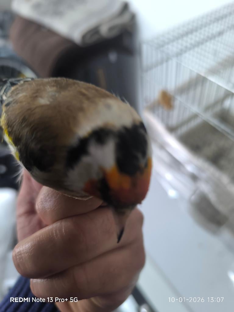 Putter, Dieren en Toebehoren, Mannelijk, Wildzangvogel, Geringd