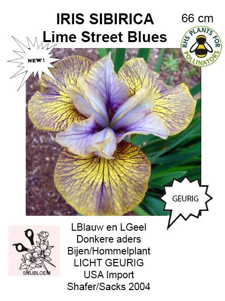IRIS Sibirica, Overige soorten, Volle zon, Vaste plant, Ophalen of Verzenden