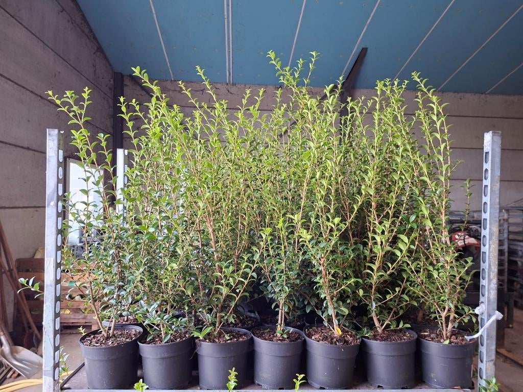 ‼️osmanthus Burkwoodii aan promoprijzen ‼️, Jardin & Terrasse, Plantes | Jardin, Enlèvement