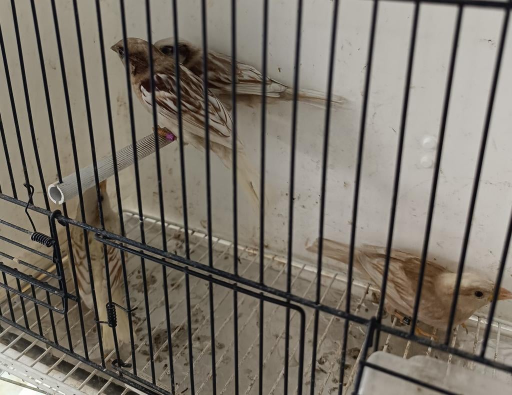 Mussen, Dieren en Toebehoren