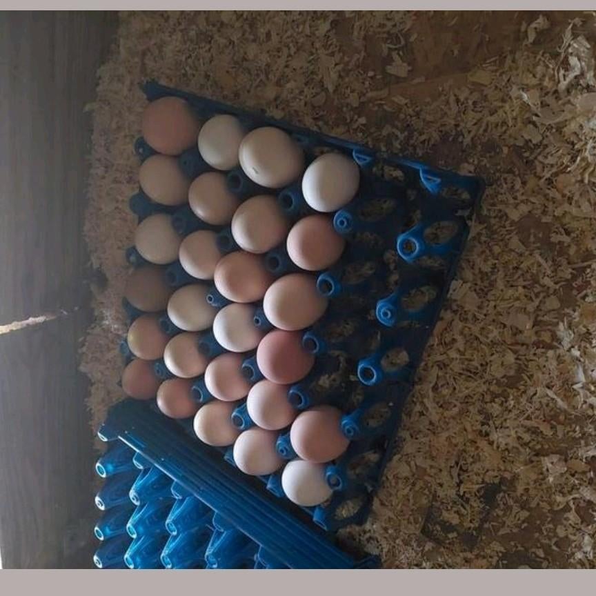 Oeufs de poules fécondés, Animaux & Accessoires, Enlèvement ou Envoi