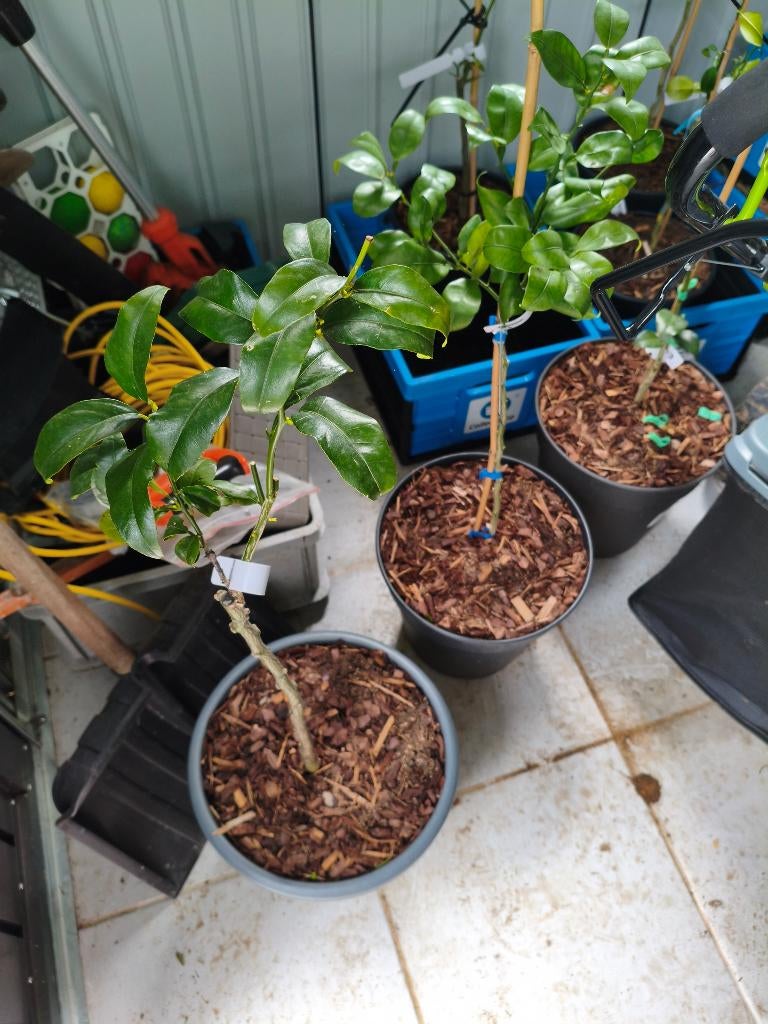 Citrangequat thomasville et autres agrumes rustiques, Jardin & Terrasse, Plantes | Jardin, Enlèvement