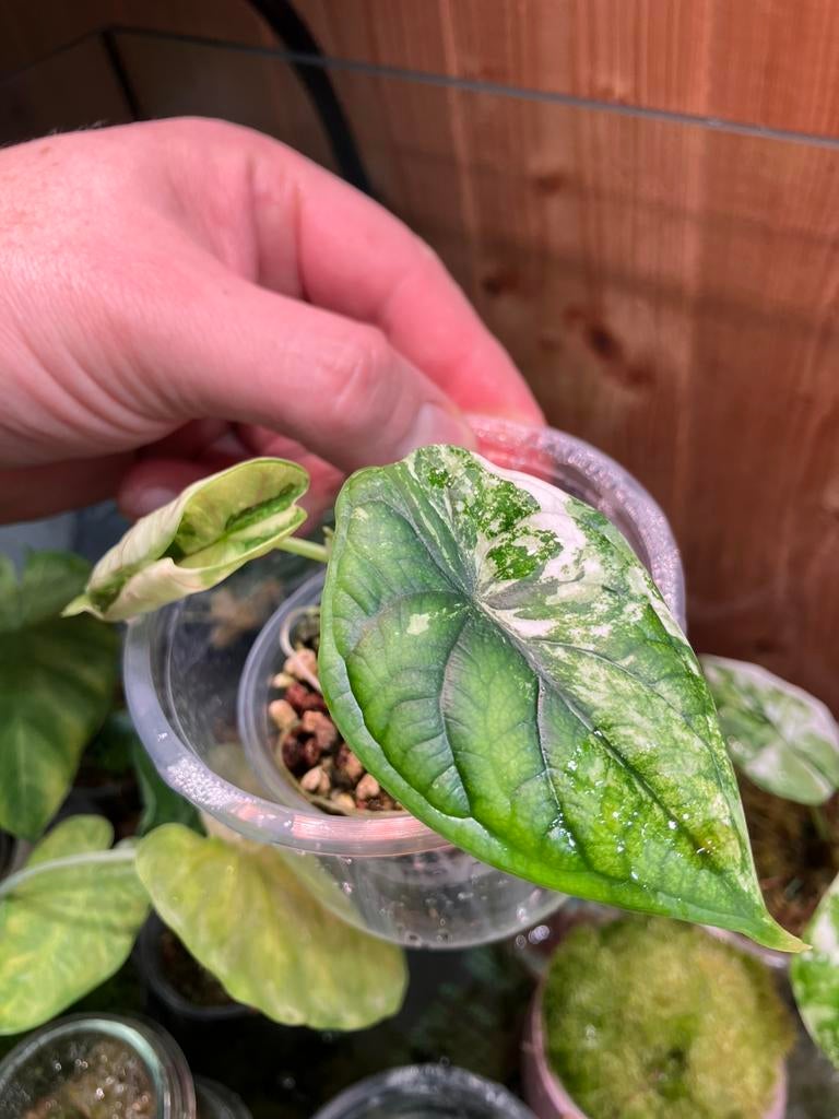 Alocasia Dragon Scale Variegata, Enlèvement