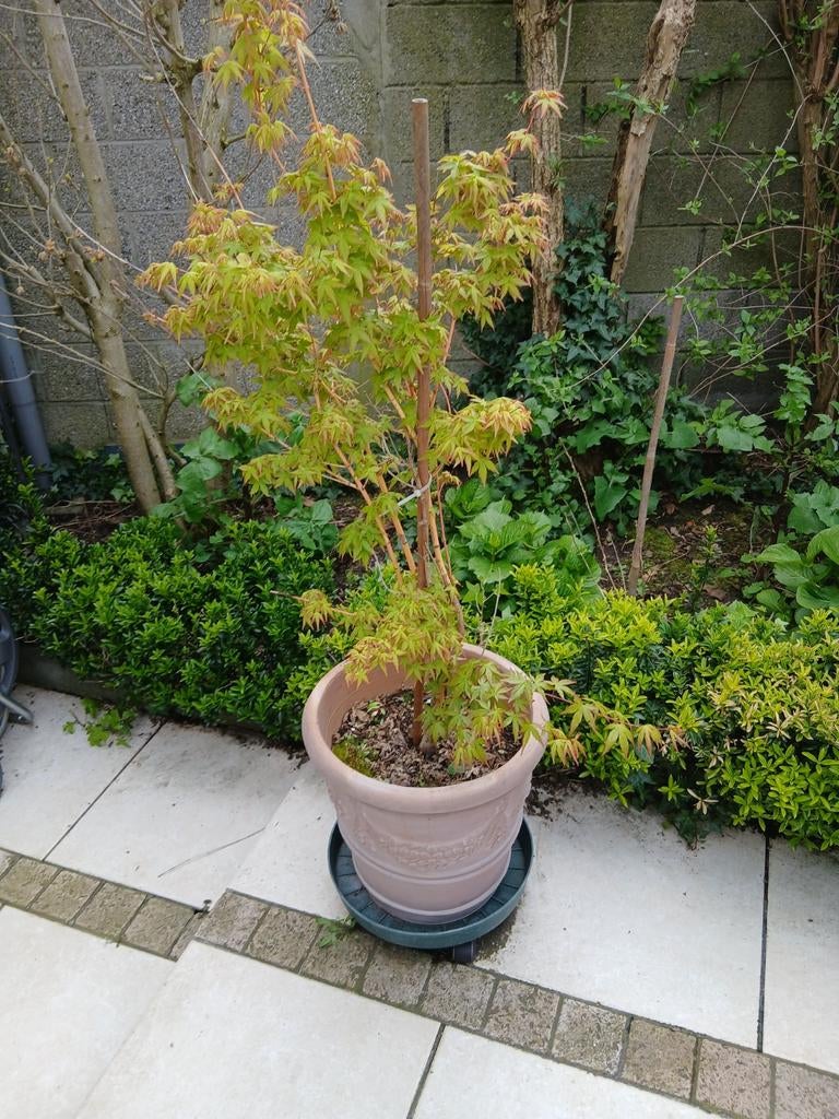 Japanse esdoorn met cachpot, Tuin en Terras, Planten | Bomen, Ophalen
