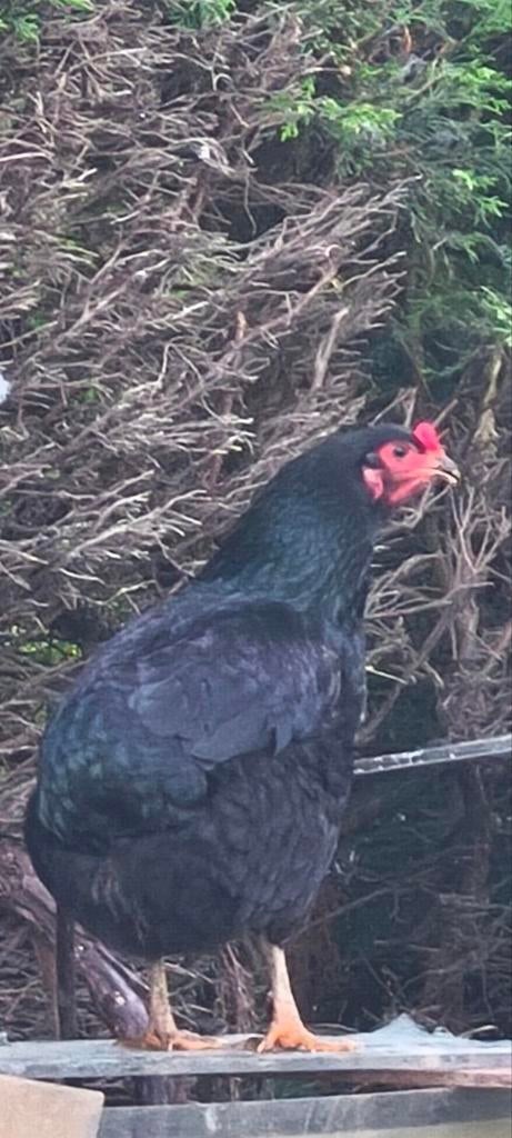 2 Araucana kippen, Femelle, Poule ou poulet