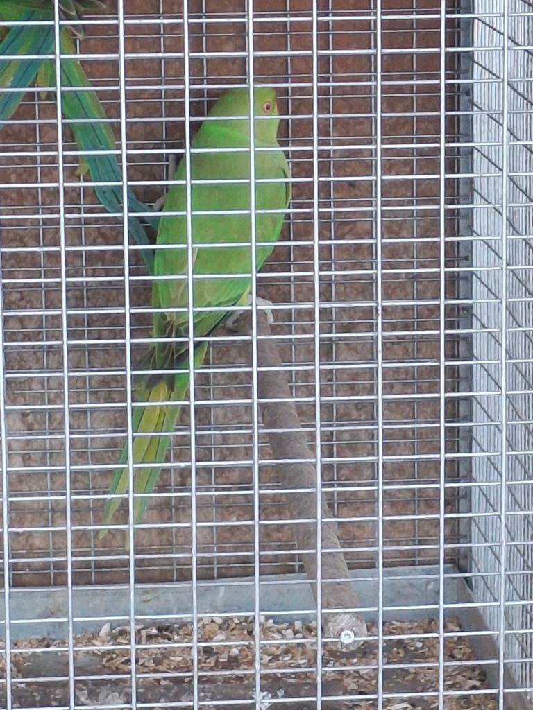 Perruches à collier, Sexe inconnu, Perruche