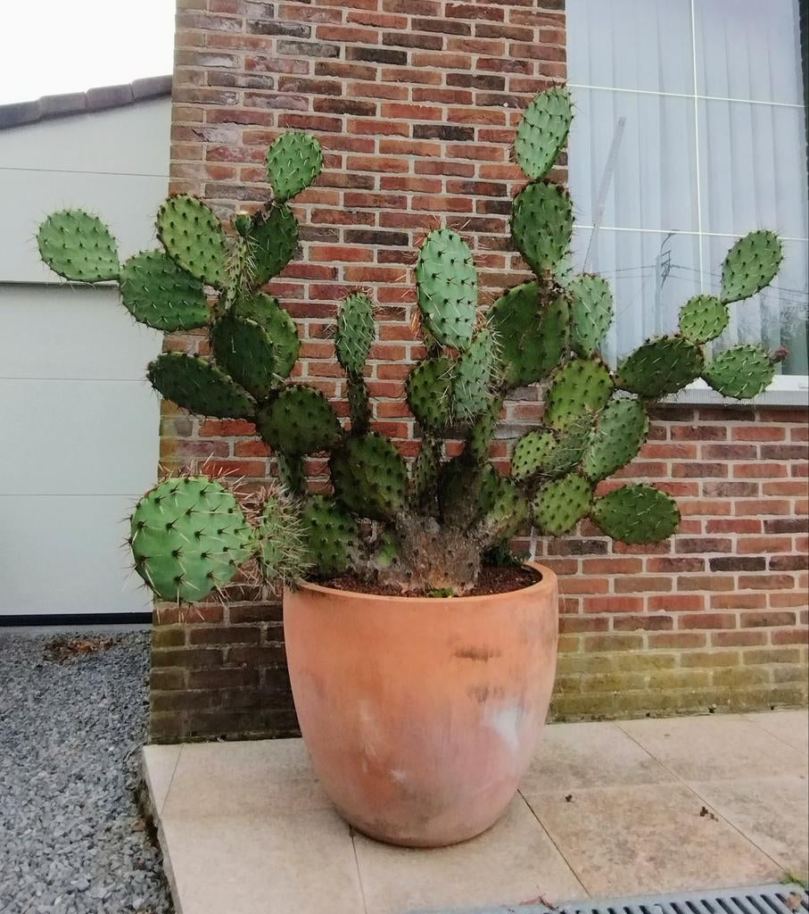 Gigantische winterharde cactus, Tuin en Terras, Ophalen