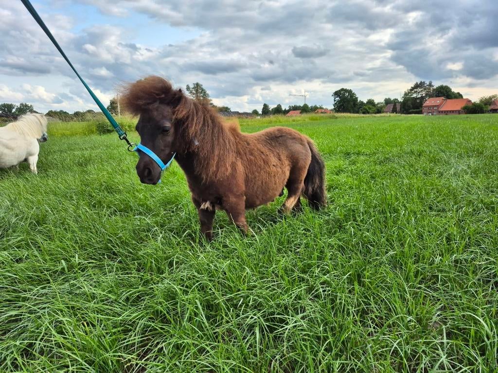 2 mooie mini Shetlandpony’s – zeer lief – met papieren, Dieren en Toebehoren, Paarden