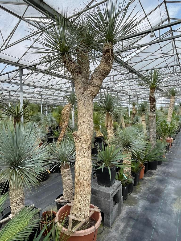 Yucca Rostrata Multihead, Lente, 250 tot 400 cm, Palmboom, Ophalen