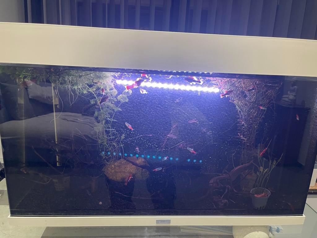 Juwel Aquarium Rio 125 Led Met Filter Zit, Dieren en Toebehoren, Vissen | Aquaria en Toebehoren, Ophalen, Gebruikt, Leeg aquarium