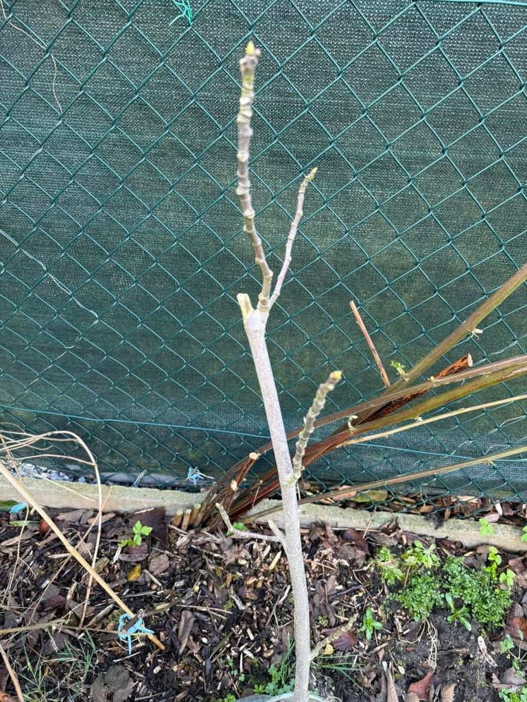 Vijgenboom geeft 2x fruit door het hele jaar, Tuin en Terras, Planten | Fruitbomen, Ophalen, Vijgenboom