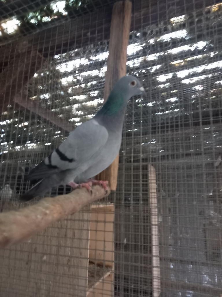 Kleurpostduif blauw zwartgeband, Dieren en Toebehoren, Vogels | Duiven, Vrouwelijk, Postduif