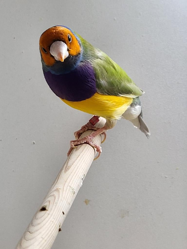 Gouldamadine man, pastel split blauw, Bagué