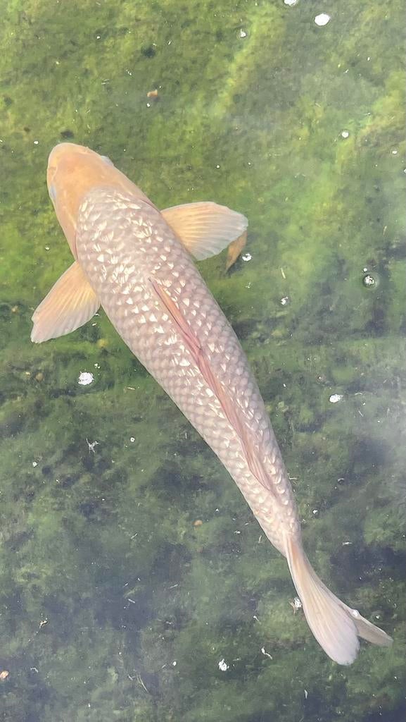 Soragoi koi, Karper of Koi