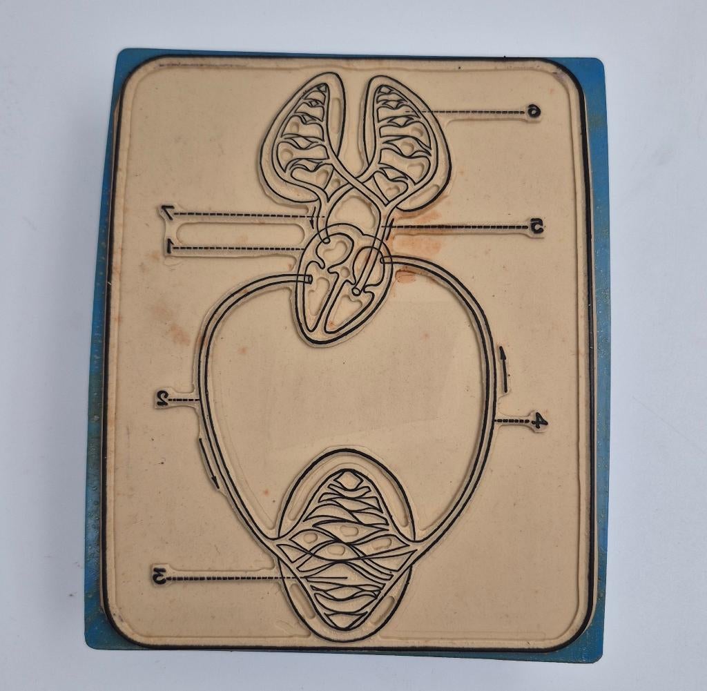 Anatomische didactische rubberstempels, Ninove - België, *, Ophalen of Verzenden, Gebruikt