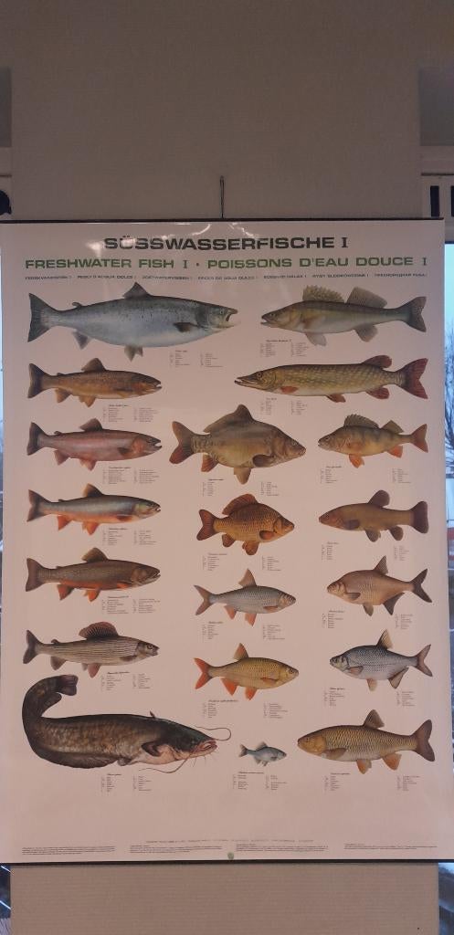 Affiche pêche en étang/pêche en eau douce, Autres espèces