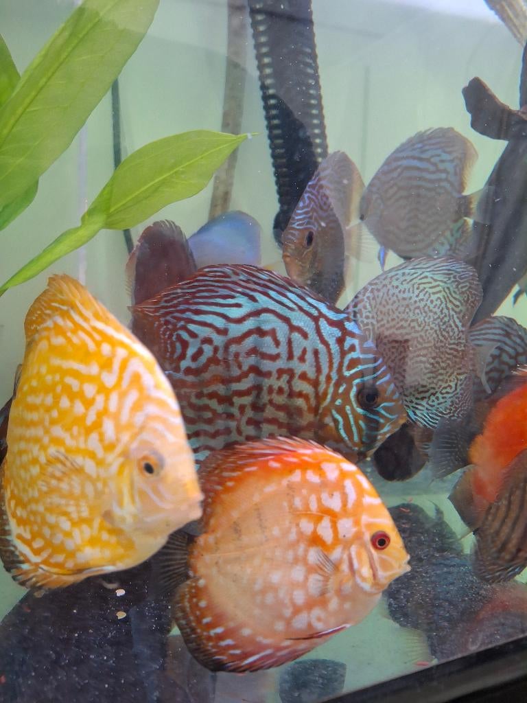 Discus vissen discussen, Enlèvement