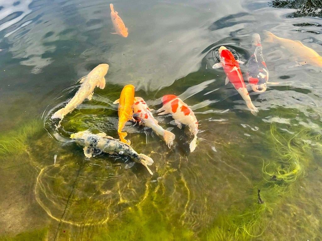 Grote Japanse koi, Dieren en Toebehoren, Vissen | Vijvervissen, Karper of Koi