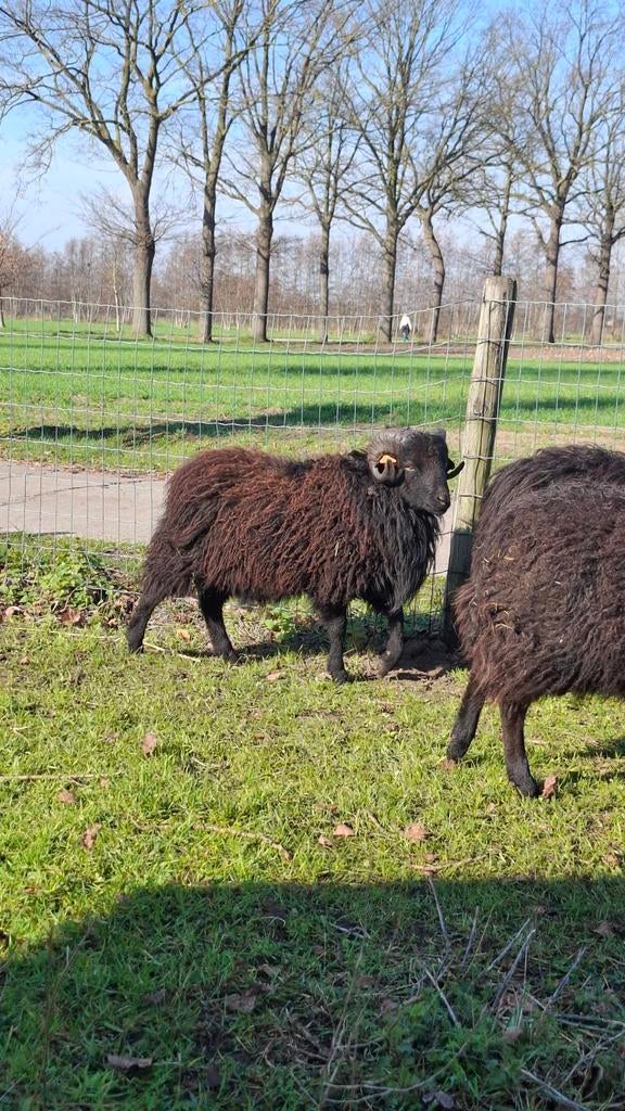 Ouessant ram, Dieren en Toebehoren