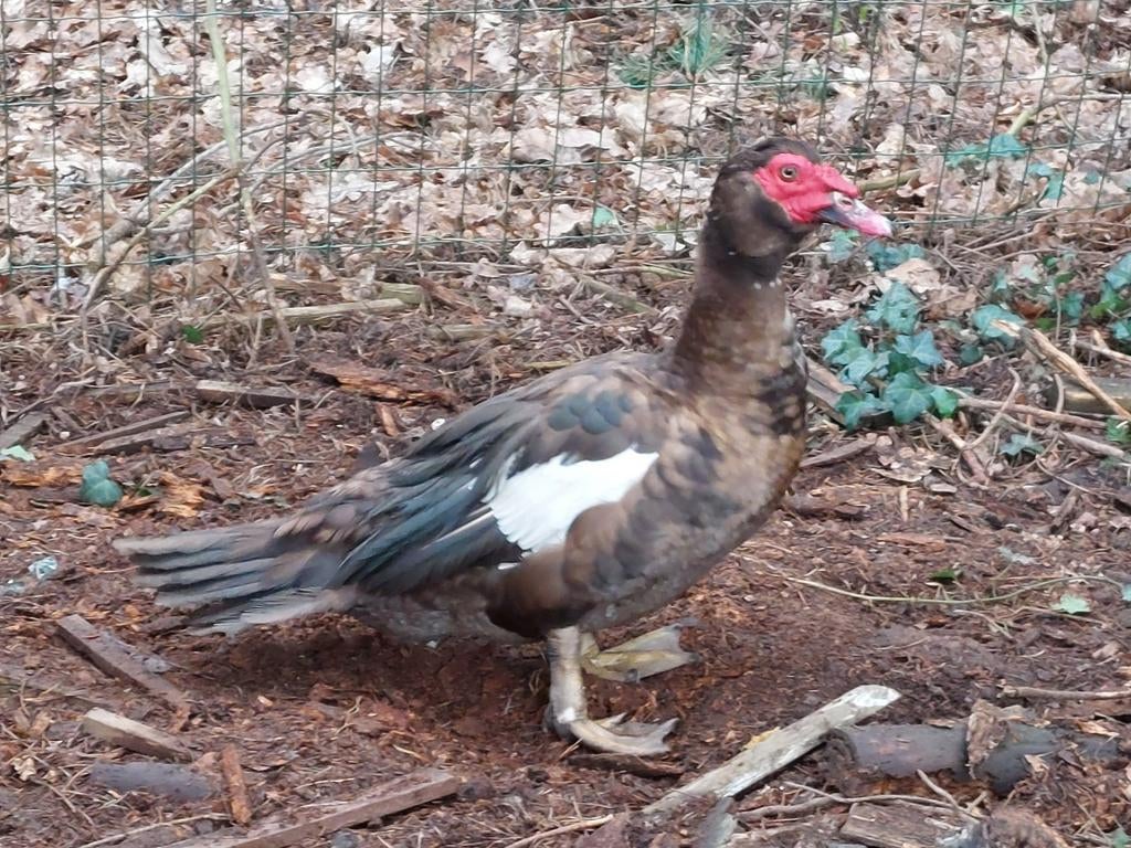 Koppel onverwante kleurzuivere barbarie/ muskus eenden