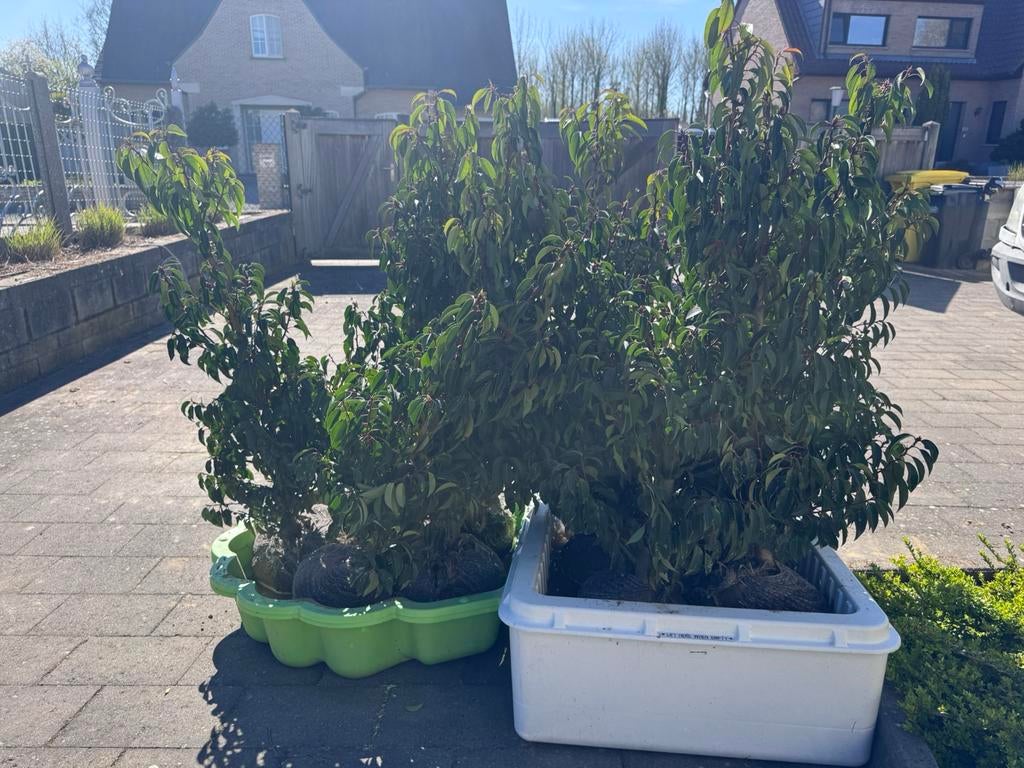 Portugese laurier 90-100 cm, Ophalen, Laurier, Haag, Minder dan 100 cm
