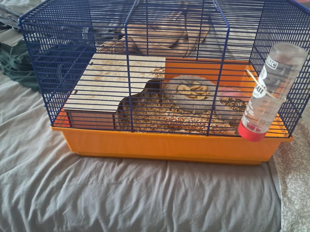 Hamsterjes te koop, Enlèvement, Cage