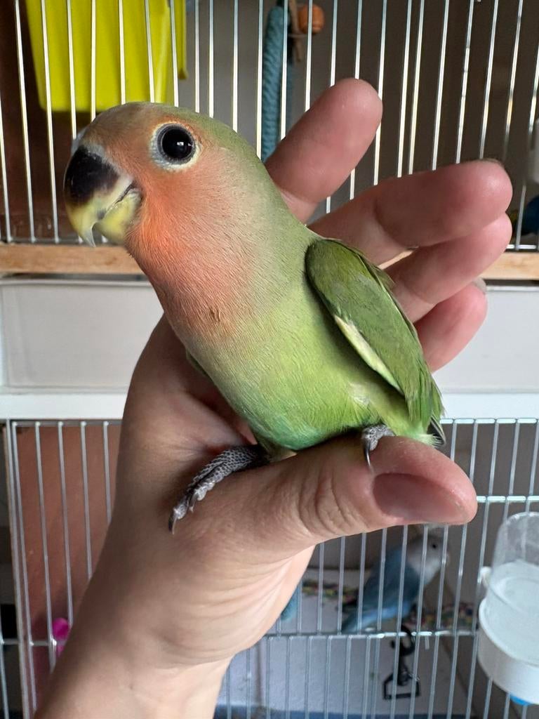 Handtamme dwergpapegaai, Dieren en Toebehoren, Vogels | Parkieten en Papegaaien
