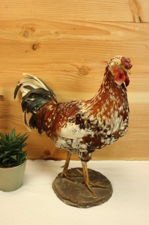 Taxidermie - Opgezette grote haan, Verzamelen, Dierenverzamelingen, Ophalen of Verzenden, Gebruikt, Vogel, Opgezet dier