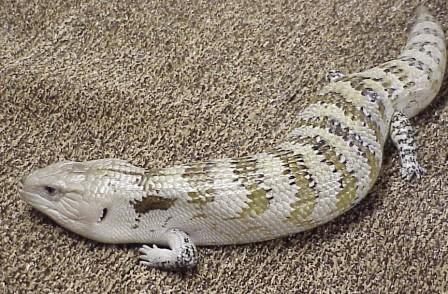 OPZOEK BLAUWTONGSKINK, Dieren en Toebehoren, Reptielen en Amfibieën