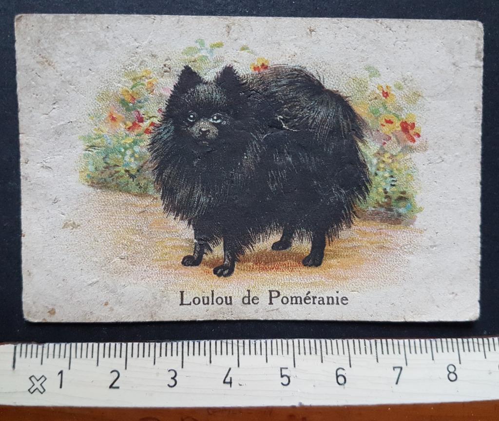 Chromo Chicorée Bleu Argent Arlatte Cambrai Pomeriaan Hond, Verzamelen, Ophalen of Verzenden, Dier, Foto