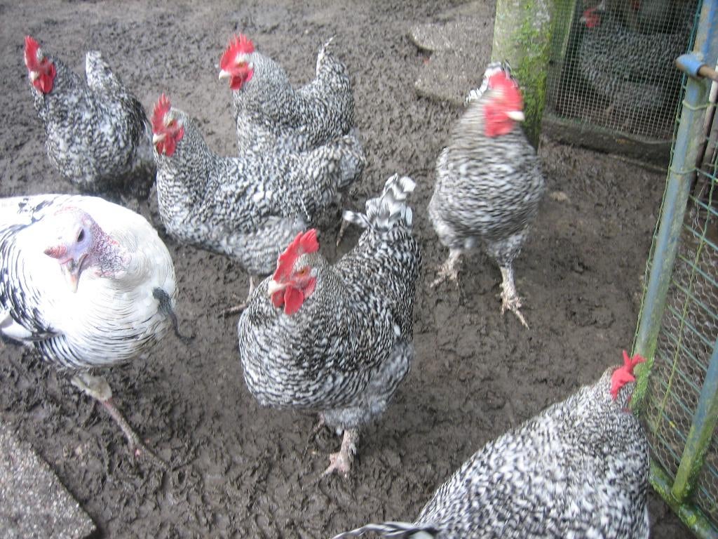 Mechelse koekoek haan, Mâle, Poule ou poulet