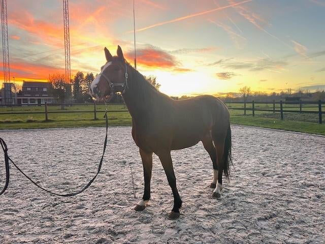5 jarige merrie, Animaux & Accessoires, Chevaux, Jument, Non dressé, 165 à 170 cm, 3 à 6 ans, Cheval de saut, Avec pedigree, Avec puce électronique