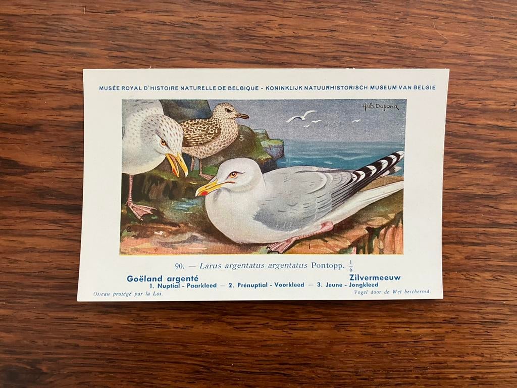 Vogels der Belgische Fauna - Reeks 9, Ophalen of Verzenden, 1940 tot 1960, Ongelopen, Vogel