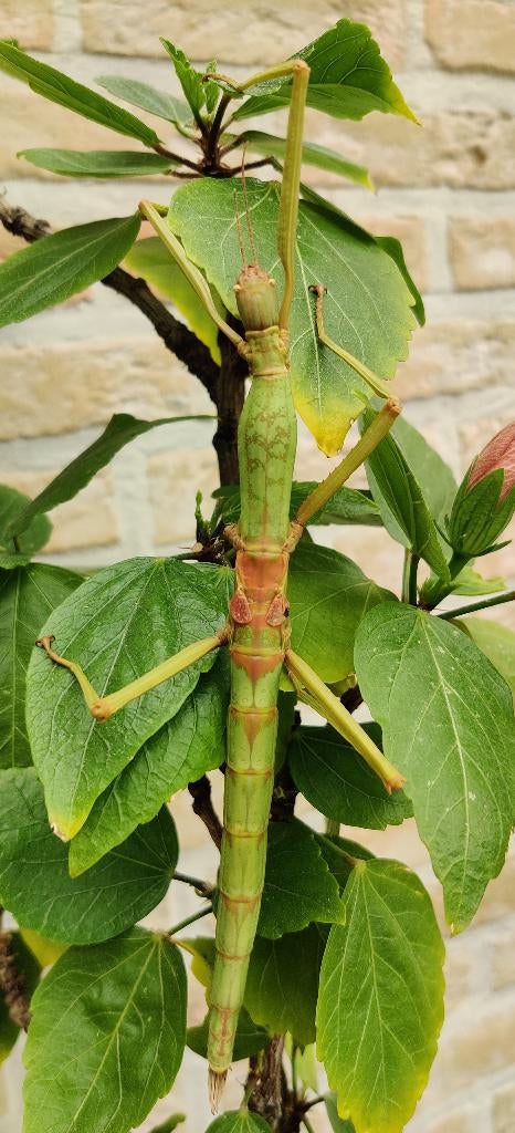 Wandelende takken - Phasmotaenia Lanyuhensis "Lanyuh", Dieren en Toebehoren, Insecten en Spinnen, Wandelende tak