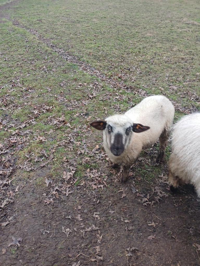 Hampshire down schaap ooi, Dieren en Toebehoren, Schaap