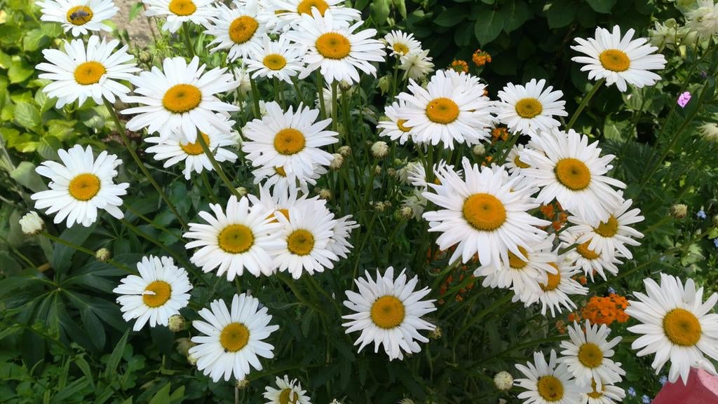 Margriet Gewone zaden, Leucanthemum vulgare, Tuin en Terras, Verzenden