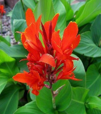canna knollen rhizomen, Jardin & Terrasse, Bulbes & Semences, Rhizome, Printemps, Plein soleil, Enlèvement ou Envoi