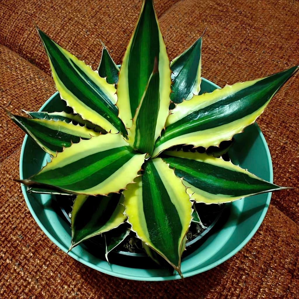 Agave Lophanta Quadricolour / Inclusief sierpot & extra's, Handtassen en Accessoires, Broches, Ophalen of Verzenden, Koper