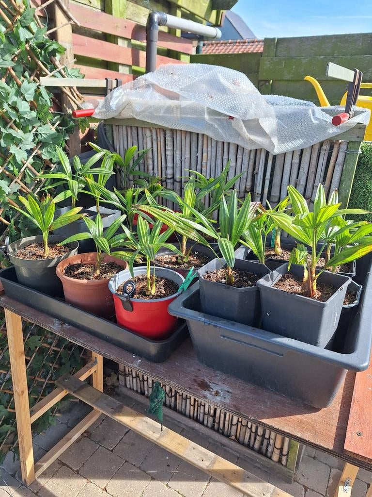 Palm boompjes, Tuin en Terras, Ophalen