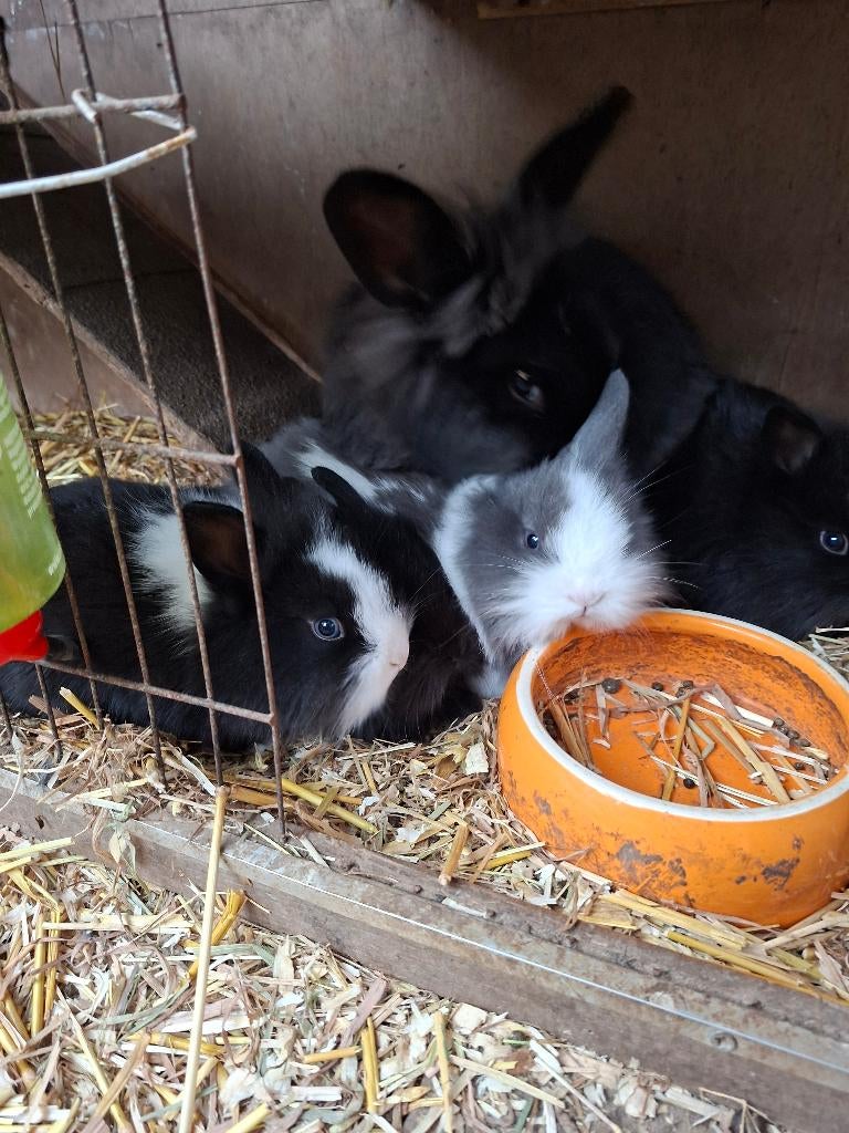 Dwergkonijn leeuwenkopjes, Meerdere dieren, Dwerg, 0 tot 2 jaar