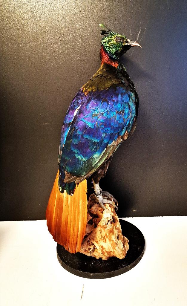 mooie overleden vogels te koop gevraagd., Meerdere dieren, Papegaai, Geringd