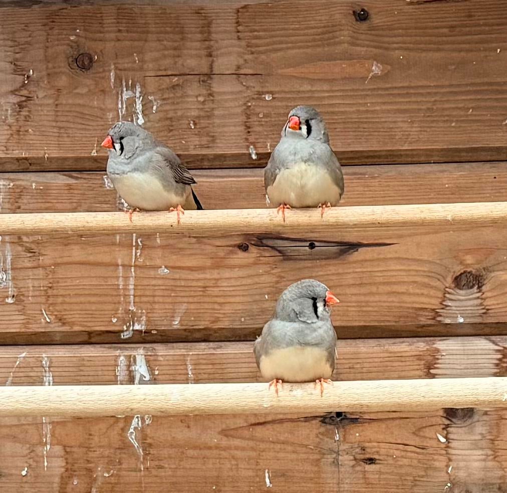Zebravinken split charcoal, Dieren en Toebehoren, Vogels | Overige Vogels