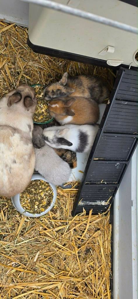 4 kleine dwerg konijntjes, Nain