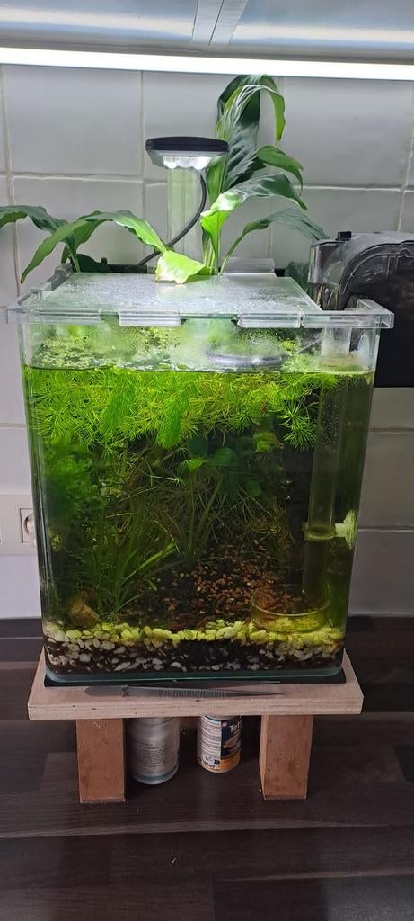 Compleet aquarium 25x25x30 met vissen en vuurgarnalen, Dieren en Toebehoren, Ophalen
