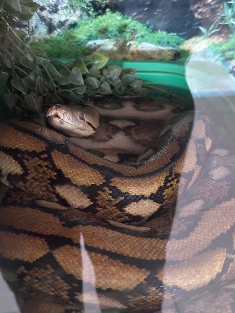 Dwarf retic, Enlèvement, Comme neuf