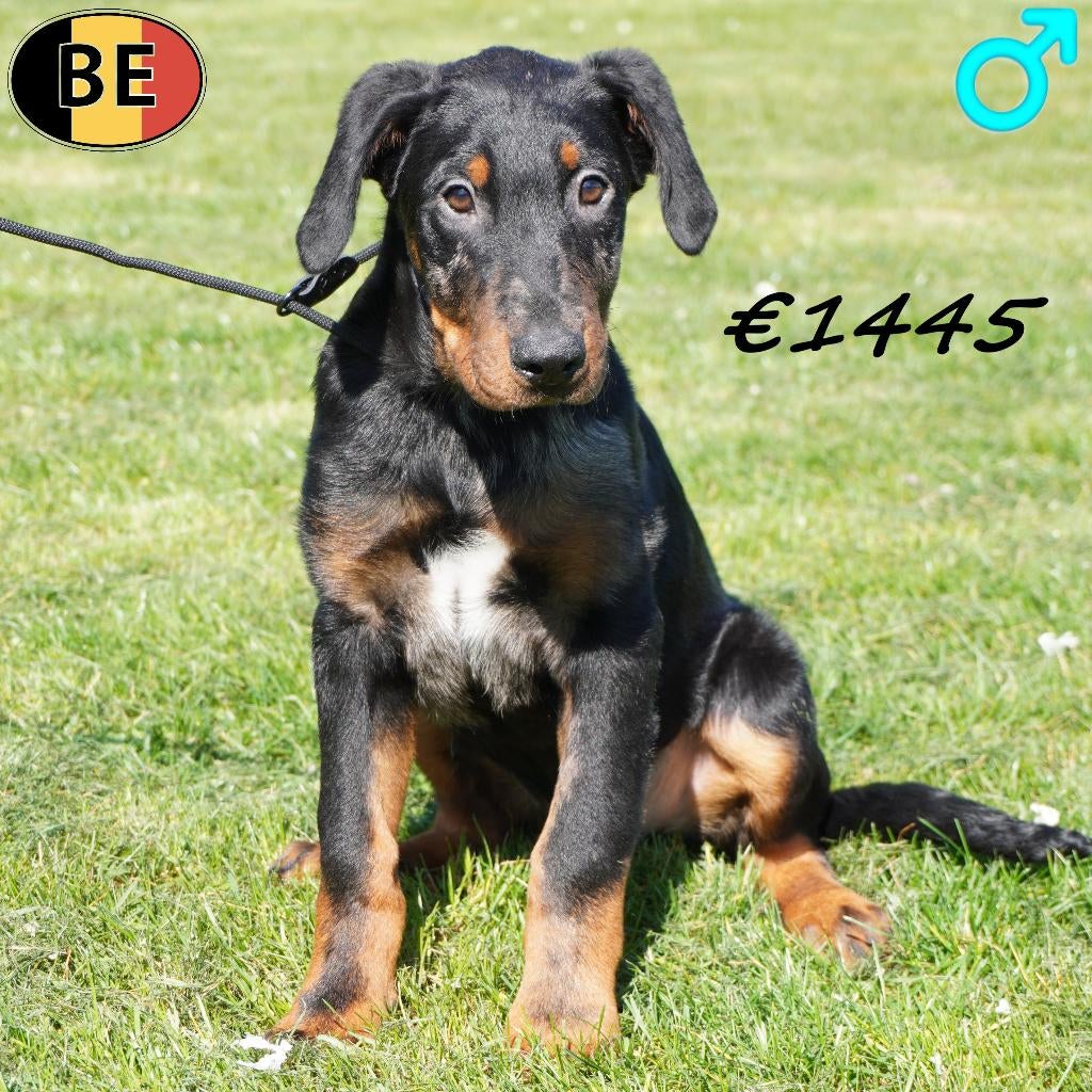Beauceron mâles (Arlequin) chiots belges à vendre, Animaux & Accessoires, Commerçant, Chien (mâle), Autres races, Belgique