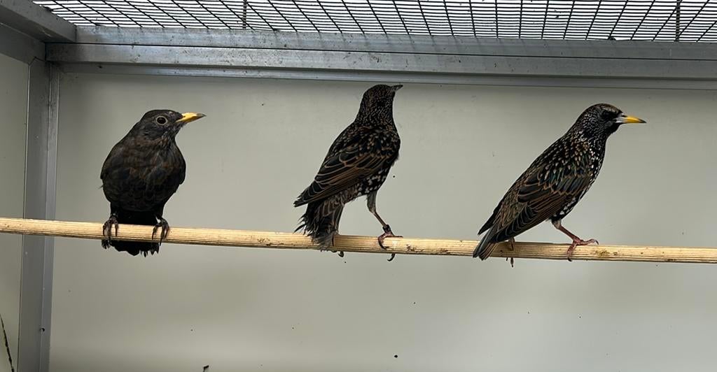 Koppel Europese spreeuwen, Dieren en Toebehoren, Meerdere dieren, Wildzangvogel, Geringd