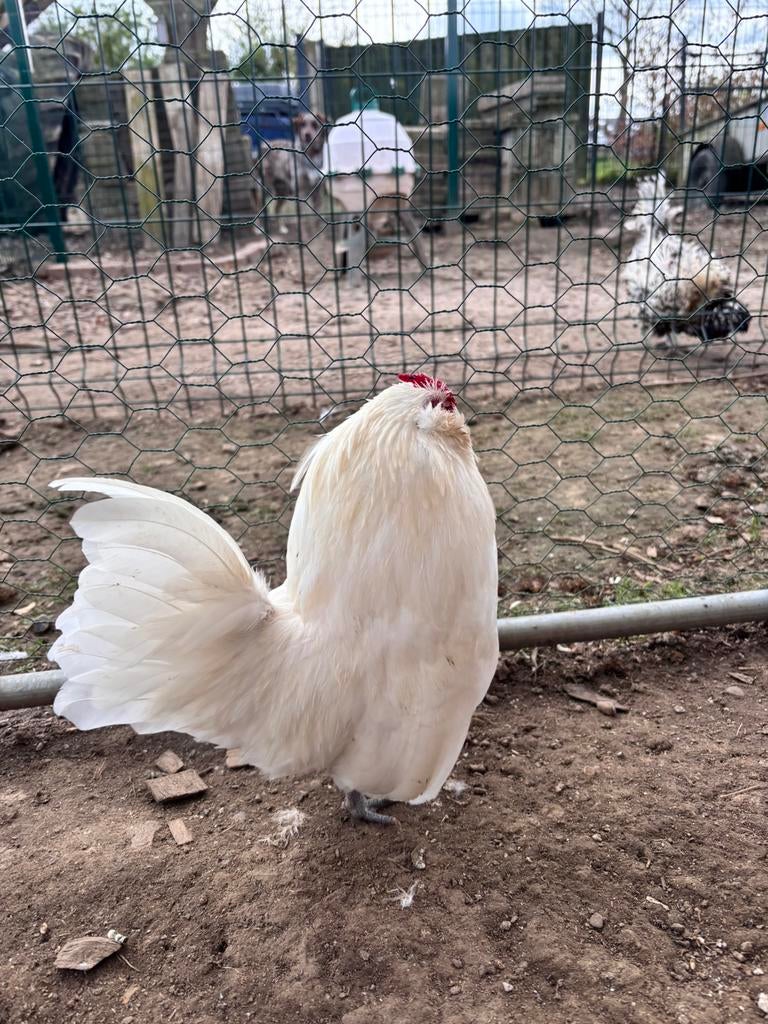 Koppeltje Antwerpse Baardkrielen, Dieren en Toebehoren, Pluimvee