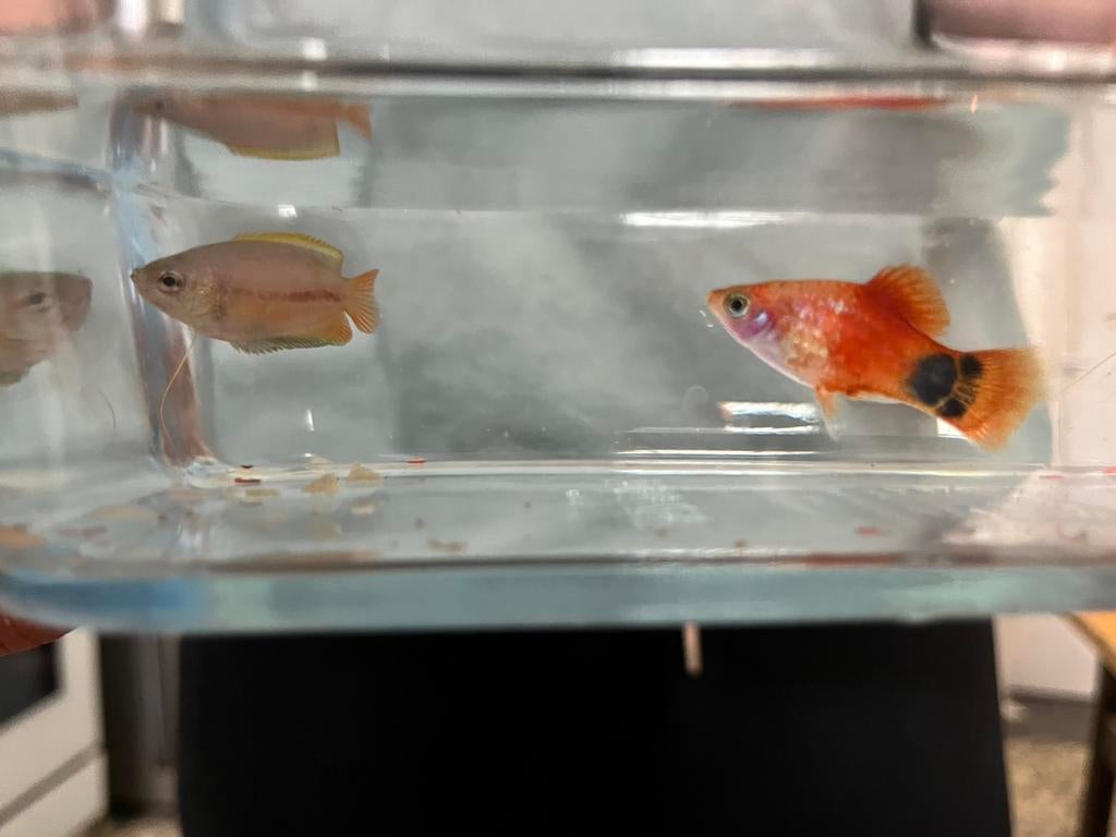 3 gratis vissen te geef!, Ophalen, Zo goed als nieuw