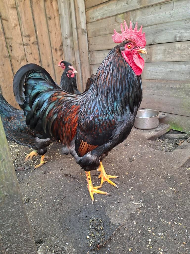 Broedeieren dubbelgezoomde Barnevelder., Dieren en Toebehoren, Pluimvee, Geslacht onbekend, Kip